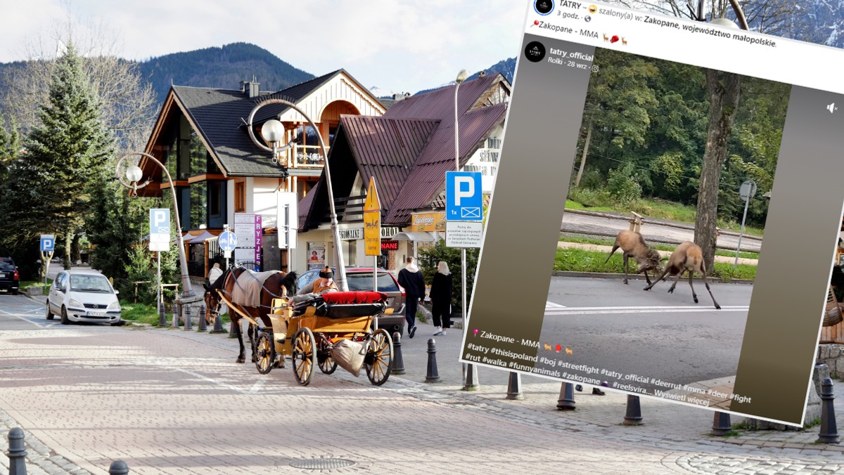 Walka jeleni w centrum Zakopanego. Do sieci trafiło wideo