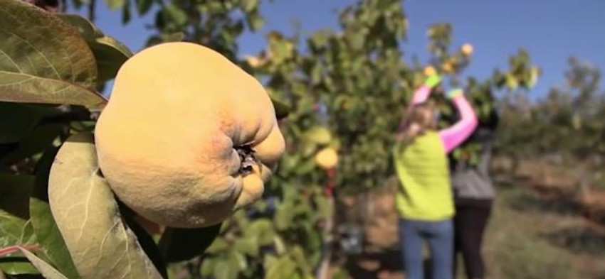 Ovogodišnji rod dunje izuzetno kvalitetan