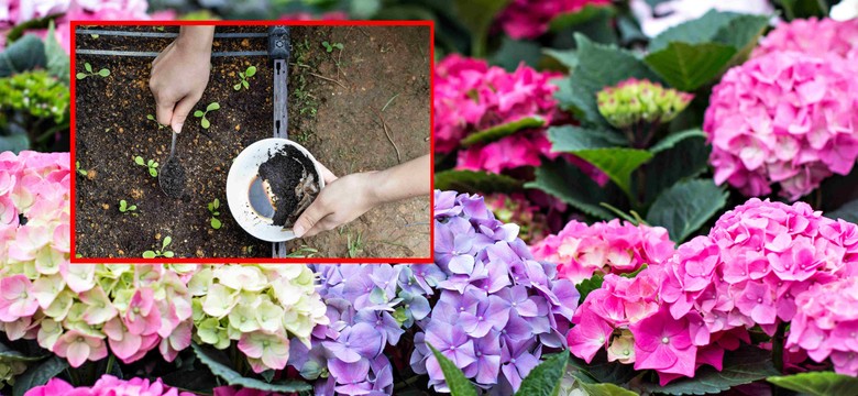 Hortensja - uprawa i pielęgnacja. Zastosuj ten składnik, a hortensja będzie kwitła długi i obficie