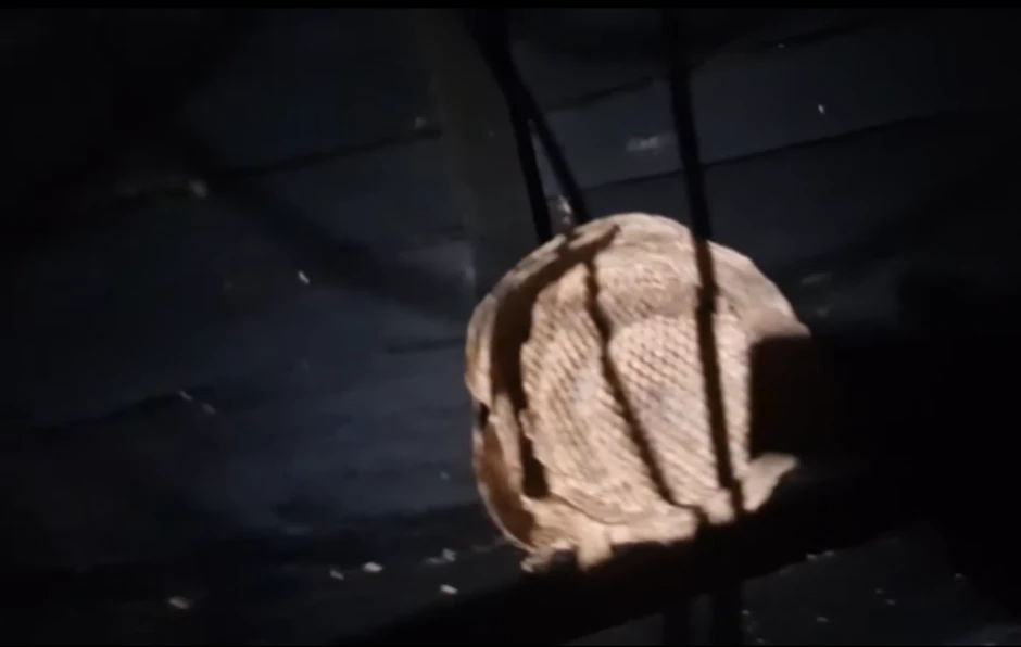 Vladica Stanković, hvatač zmija , juri stršljene