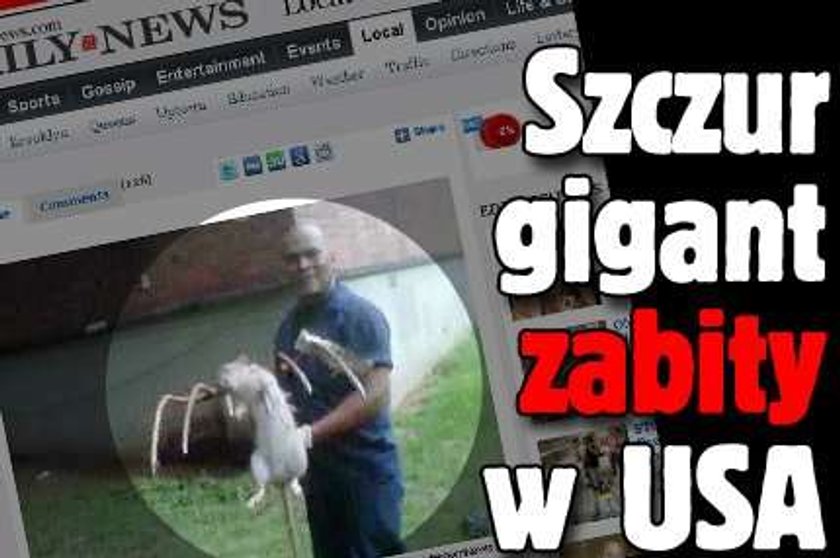 Szczur gigant zabity w Nowym Jorku