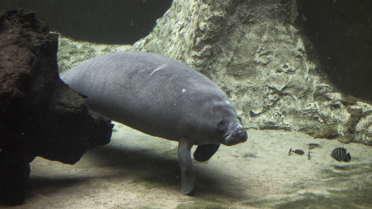 Od środy we wrocławskim Afrykarium są dwa nowe manaty. Dziś o raz pierwszy pokazano je zwiedzającym. Kierownictwo ZOO liczy, że placówka doczeka się potomstwa tego zagrożonego gatunku ssaka wodnego.