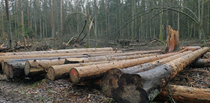 Chcą wyciąć 40 tys. świerków z Puszczy Białowieskiej. Mają stanowić zagrożenie