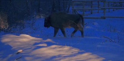 Sprytne żubry. Wróciły do domu i od razu dały drapaka