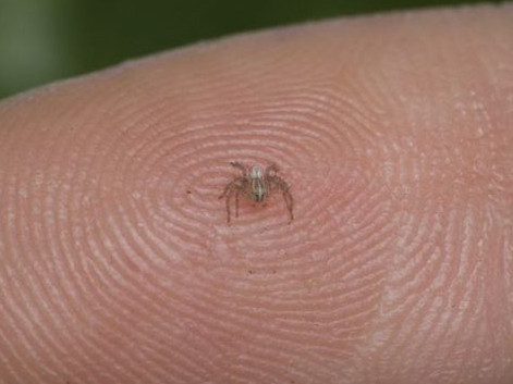 Najmniejszy pająk jest wielkości główki od szpilki