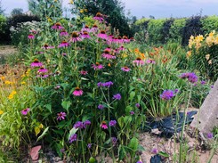 Najpiękniejsze byliny wieloletnie zimujące w gruncie, długo kwitnące. Kwiaty wieloletnie do ogrodu bez wykopywania