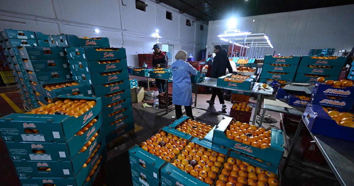 Global fruit demand rises as Tunisia’s exports break into 23 global markets with over $15m in revenue