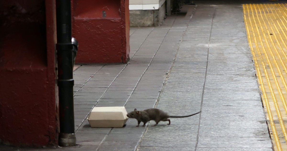 New York City seeks a 'bloodthirsty' rat czar: Ad for director of ...