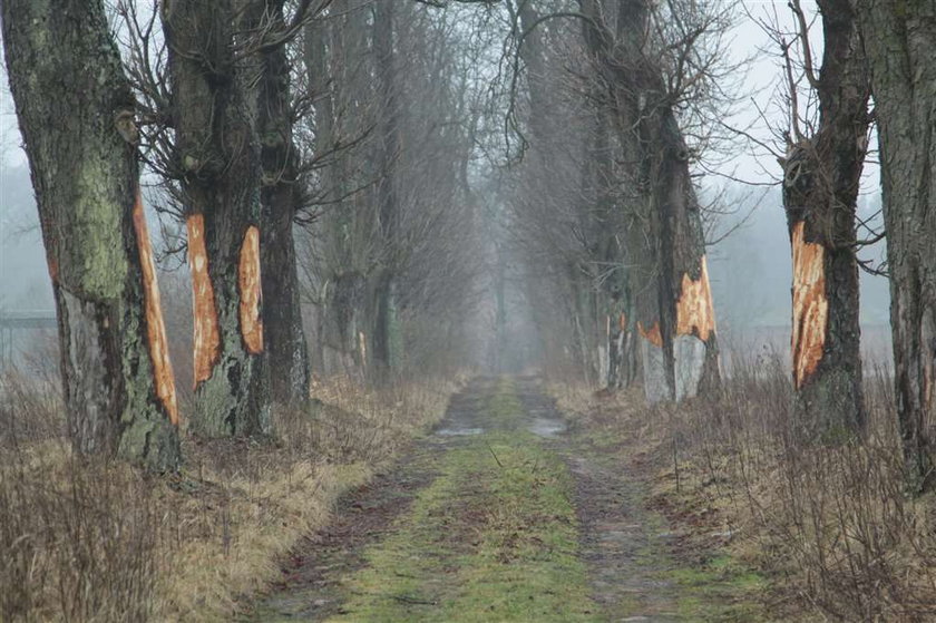 Kto ukradł korę z naszych kasztanowców?