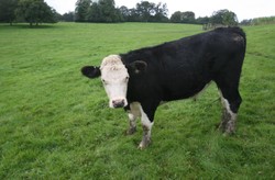 UE kończy ponad dwudziestoletni spór handlowy ws. wołowiny z USA