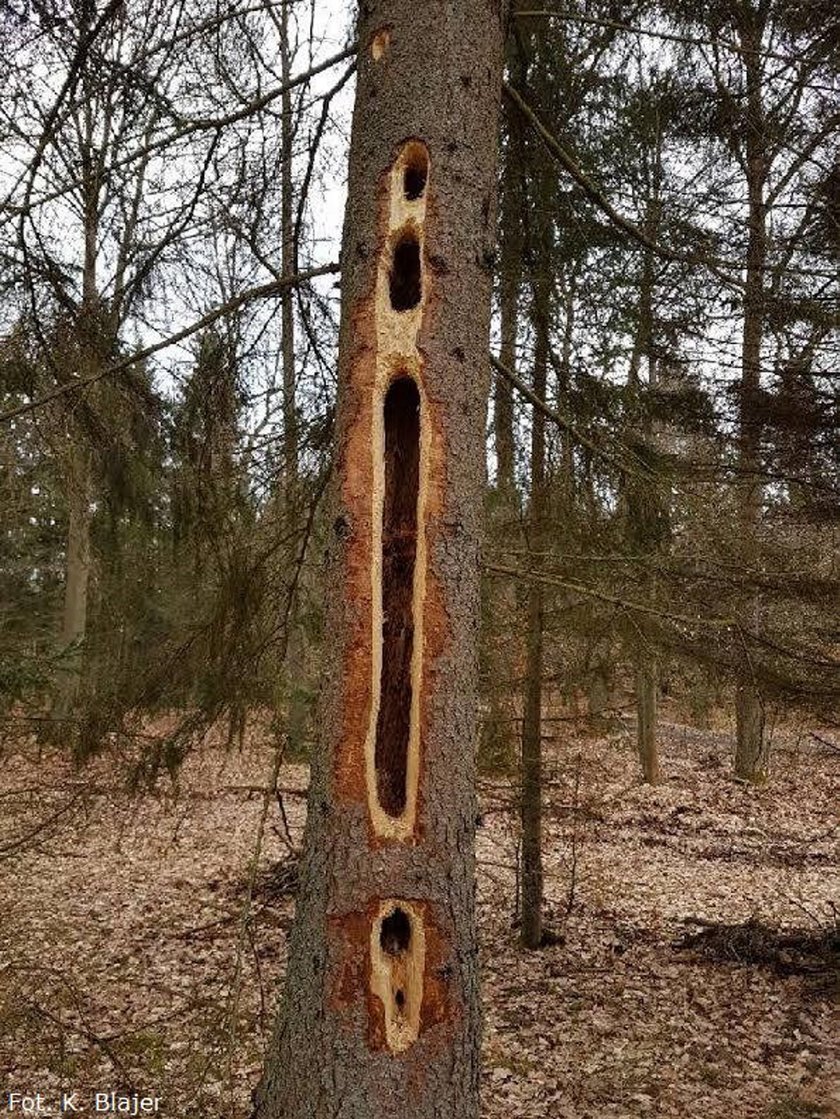 Gigantyczne dziury w drzewach. Leśnicy wyjaśniają, skąd się wzięły