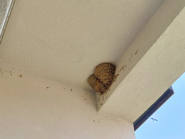 Gniazda jaskółek na hotelowym balkonie (Movenpick Resort and Spa Fruske Terme)