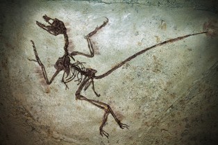 Zagłada dinozaurów wpłynęła na ewolucję roślin