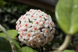 ISUSOVU SUZU treba da ima svaka kuća: Sobna biljka NESTVARNIH CVETOVA u svaki dom unosi veliku simboliku, a ne traži puno pažnje