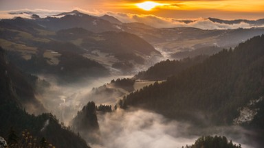 Pieniny: na rowerzystę spadło drzewo podcięte przez bobry