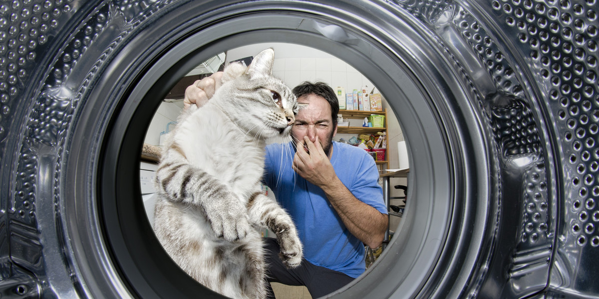 Kot w pralce