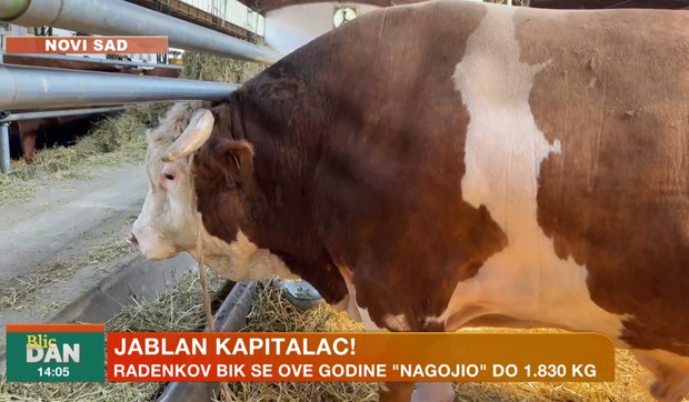 Bik Jablan