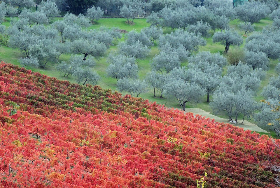 Winnica i gaj oliwny w Montefalco