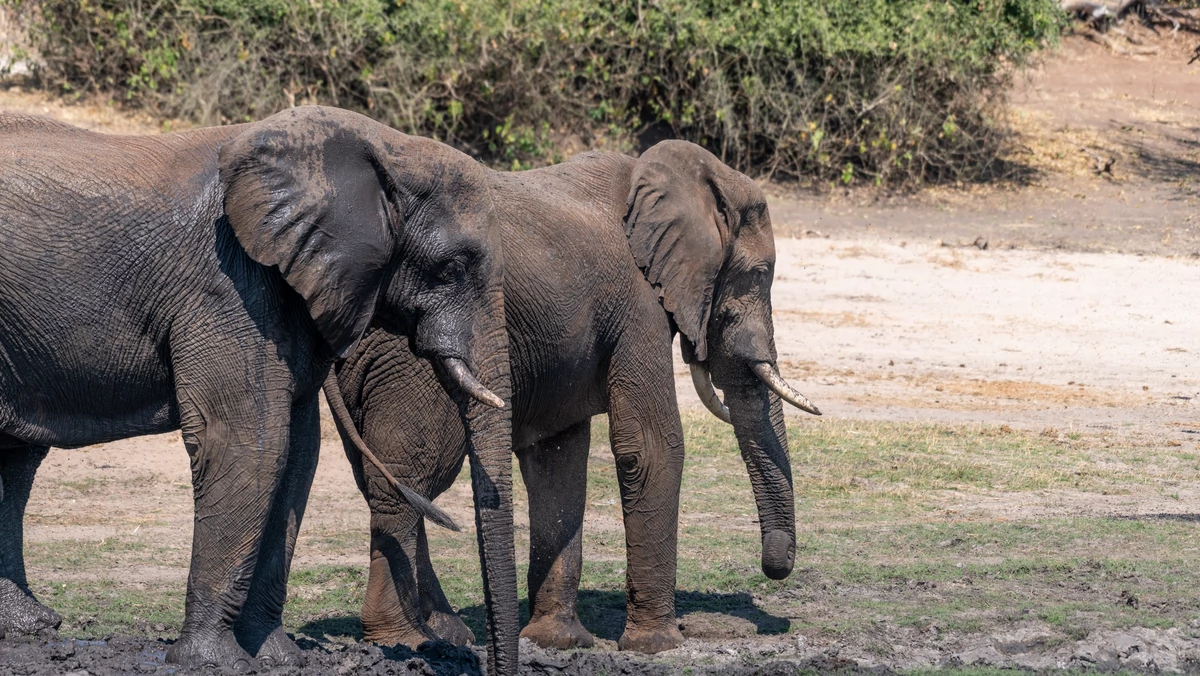 Genewa: Zgoda na ograniczenie sprzedaży dzikich słoni do zoo