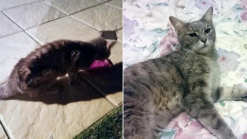 Na slici levo izmučena maca neposredno nakon što je nađena, na slici desno se vidi da se oporavlja (FOTO: Jason King/Animal Welfare League)