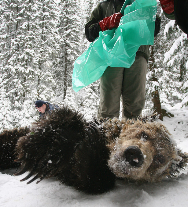 Do zabicia półtorarocznego niedźwiedzia brunatnego doszło 21 października ubiegłego roku w rejonie Doliny Chochołowskiej.