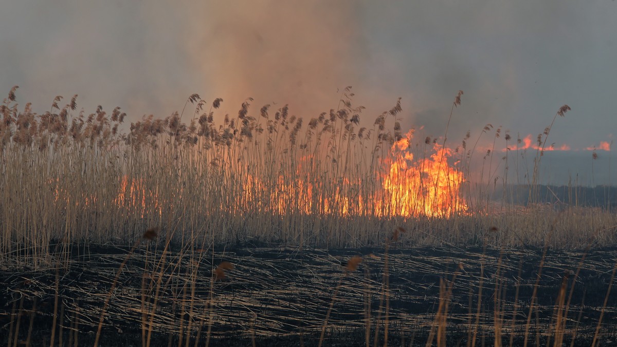 Pożar w Biebrzańskim Parku Narodowym