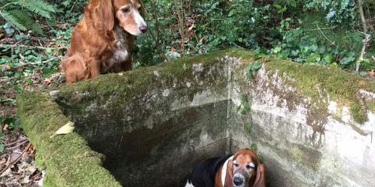 Pies pilnuje drugiego psa który wpadł do kanalu