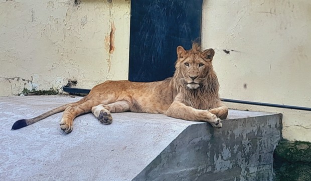 Zoološki vrt Palić, arhiva