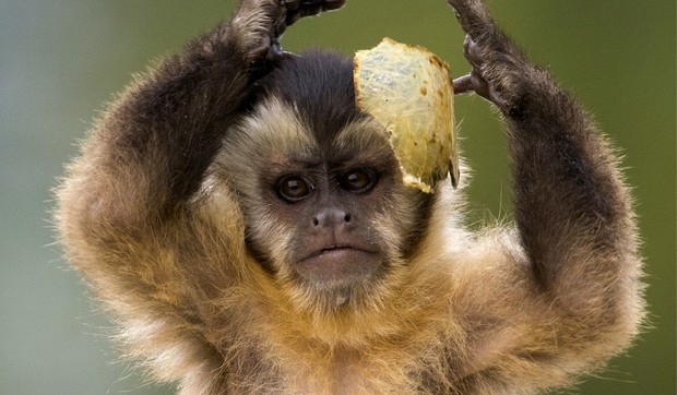 majmun foto reuters (5)