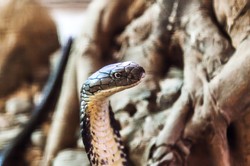 Nieproszony gość w domu na Florydzie. Wąż zaatakował
