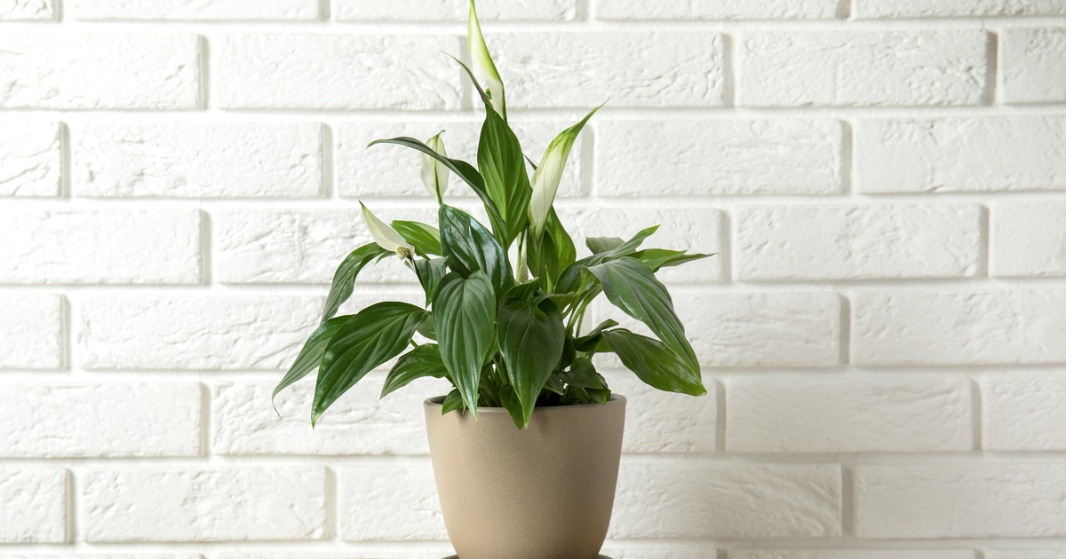 Ta roślina znajduje się w praktycznie każdym domu. Lepiej uważaj — jest piękna, ale trująca