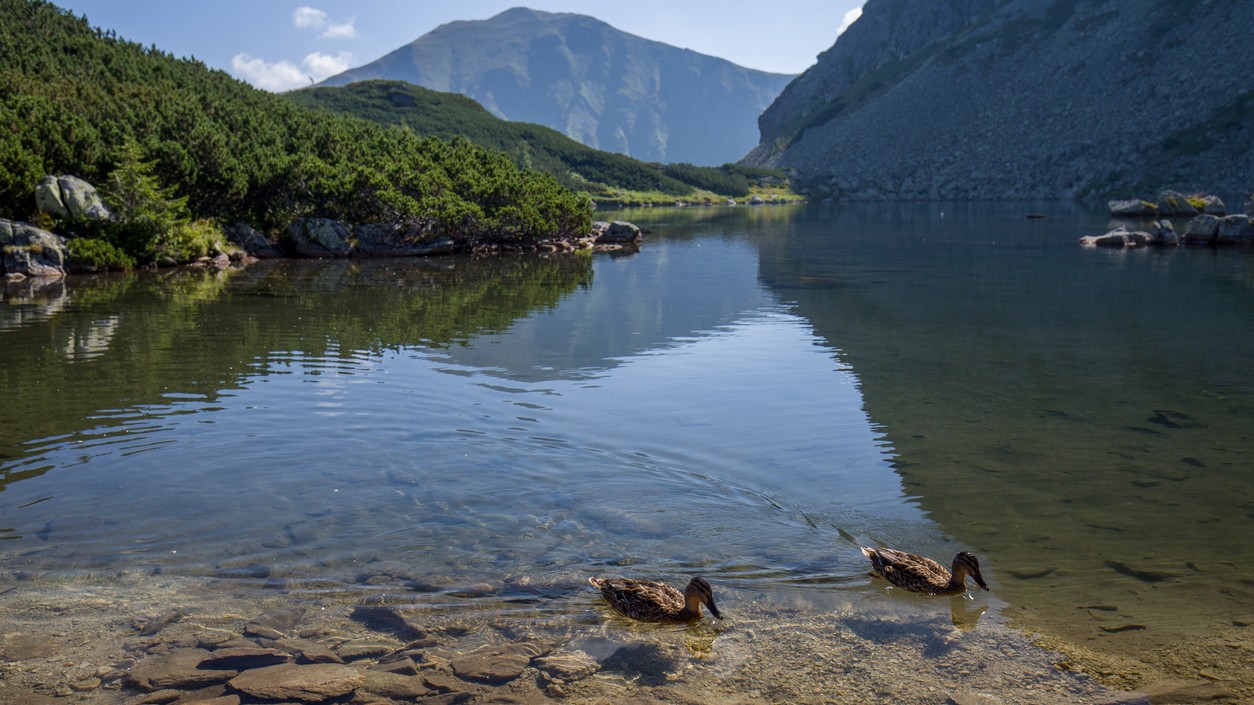 Pleso, Ilustračná foto
