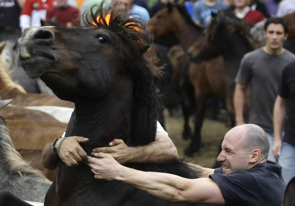 Okiełznać dzikie konie