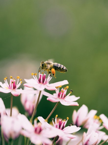 Posadź rośliny miododajne Fot. Aaron Burden © UNSPLASH