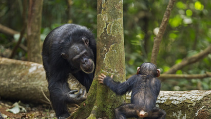 Megkívánta az üdítőt: zseniális produkciót nyomott le a csimpánz - videó