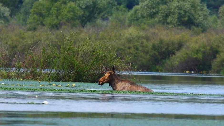 Sisari, poput losova, napreduju u zoni isključenja | Foto: Valeriy Yurko