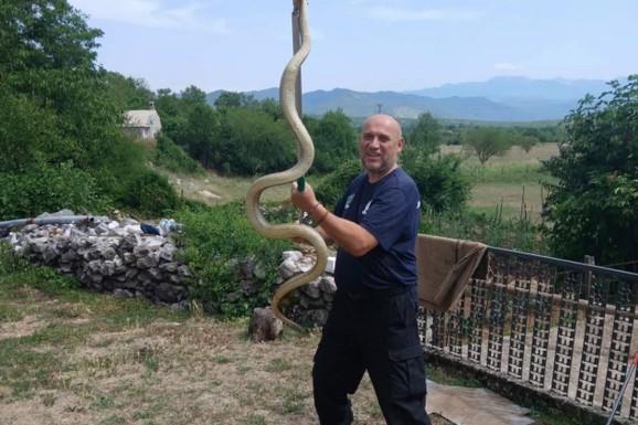 (FOTO) "IMAO SAM PUNE RUKE POSLA" Mišo u istom danu iz kuća izvadio 3 džinovske zmije i 3 legla stršljena: Ljudi ga mole da uzme pare, ali njegov odgovor ostavlja sve bez teksta