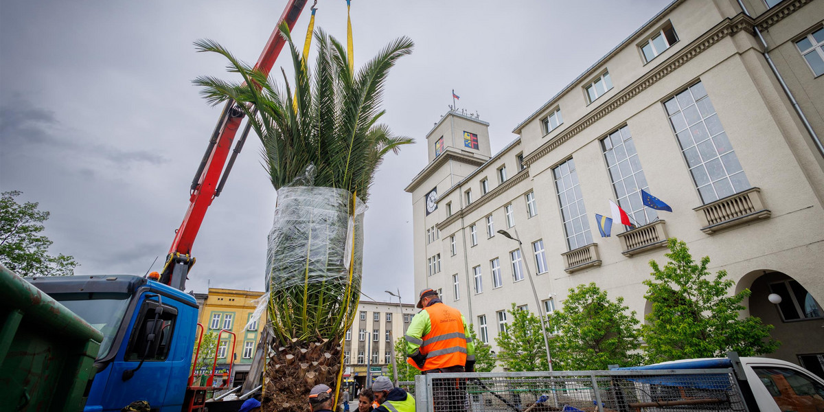 To było logistyczne przedsięwzięcie — przewieźć palmy z hali "Wodociągów" na chorzowski Rynek.