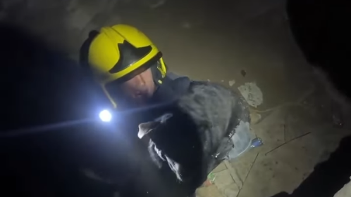 (VIDEO) Vatrogasci su uskočili u dubine katakombi Petrovaradinske tvrđave zbog NJEGA! Pogledajte prizor koji je raznežio Novosađane