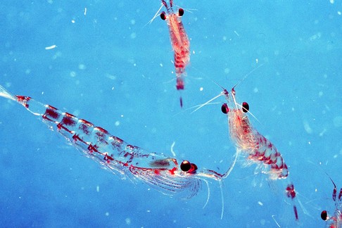 ANTARCTIC KRILL - x four, close-up