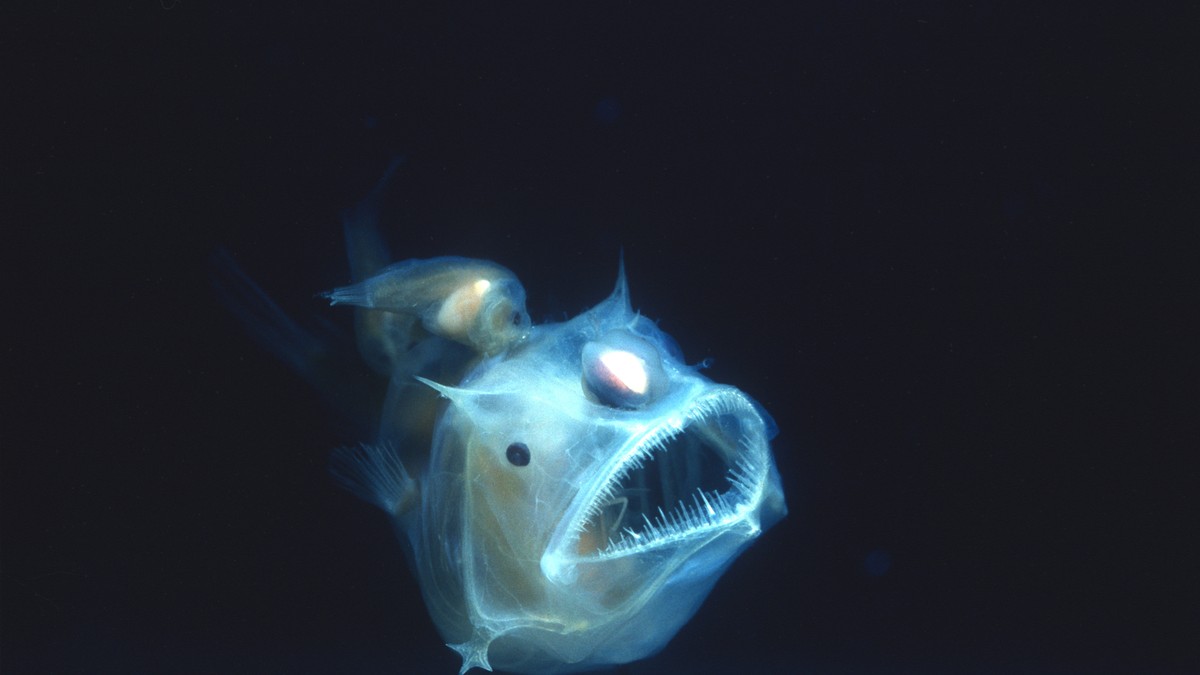 Riba anglerfish