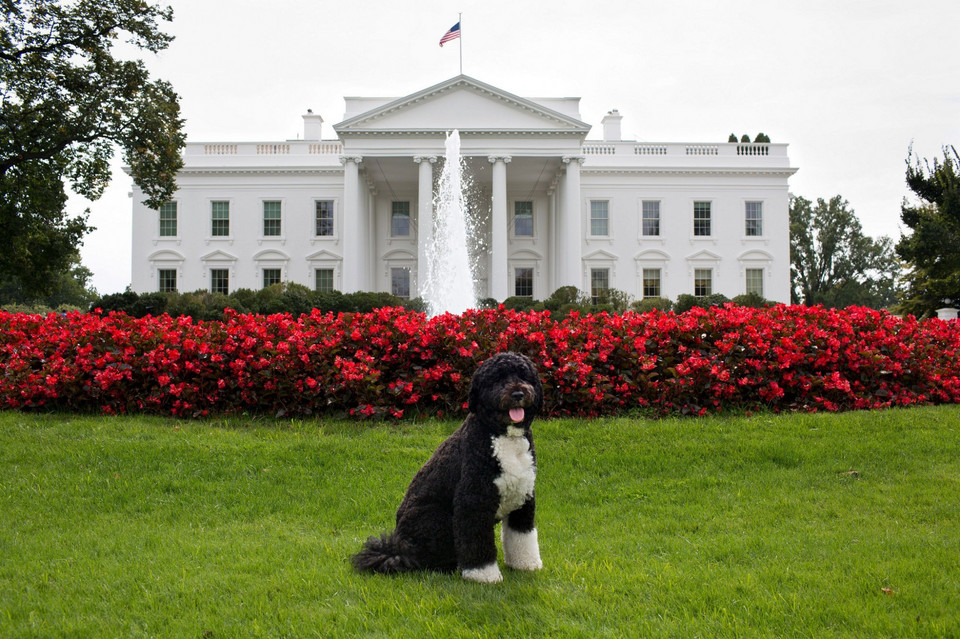 Czworonożni przyjaciele prezydentów USA: Bo (pies Baracka i Michelle Obamów)