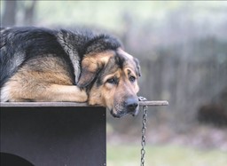 ustawa łańcuchowa, czyli dlaczego prawa zwierząt znowu przegrały [opin