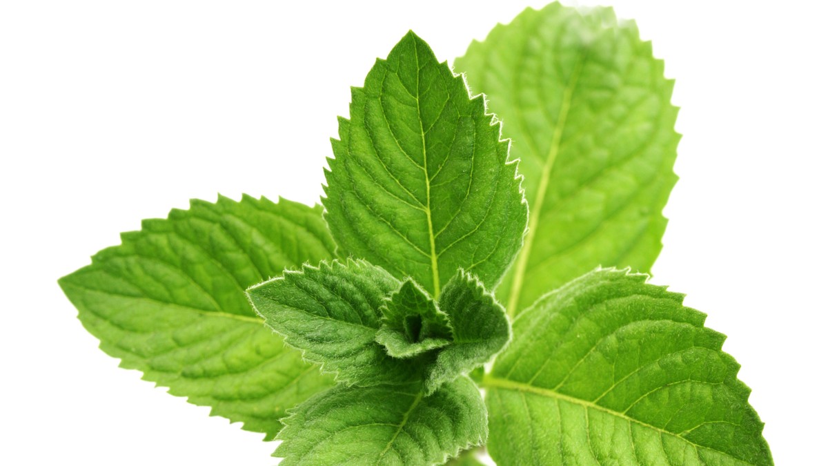 nana _public_shutterstock__Di003002979 (2)