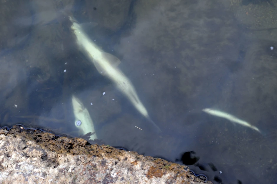 Mrtva riba plivala Đetinjom, procena je da uginulo oko sto polno zrelih pastrmki i lipljena