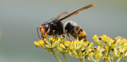 Groźne szerszenie przyleciały z Azji i sieją postrach! Nie żyje 54-letni pszczelarz