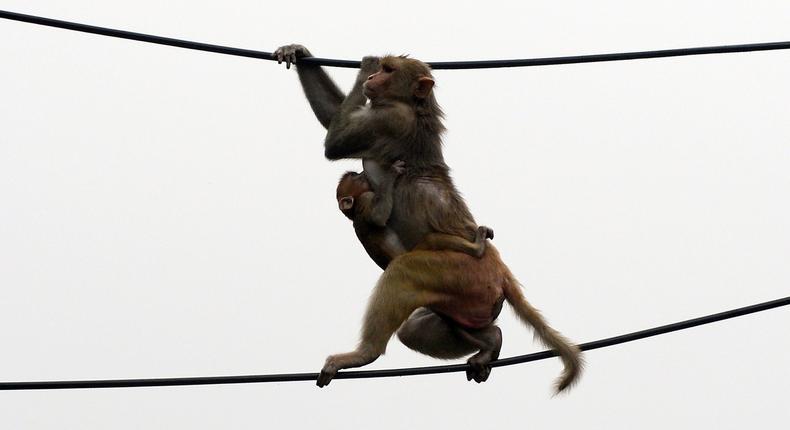 Monkeys 'escape with COVID-19 samples' after attacking lab assistant