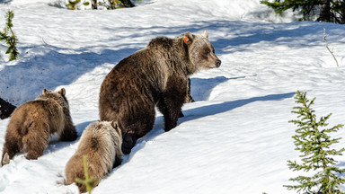 W Tatrach obudziła się niedźwiedzia rodzina. Powodem odwilż czy sylwestrowy hałas?