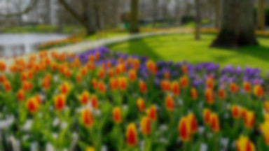 Słynny park kwiatowy w Holandii otwarty dla publiczności. Wymagany test na koronawirusa
