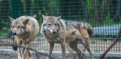 Wilki zamieszkały w zoo